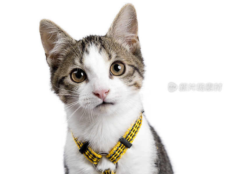 欧洲短毛小猫/小猫的头部被孤立在白色背景上，戴着黄色的护具，看着镜头
